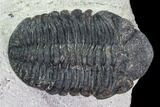 Bargain, Austerops Trilobite - Visible Eye Facets #106039-4